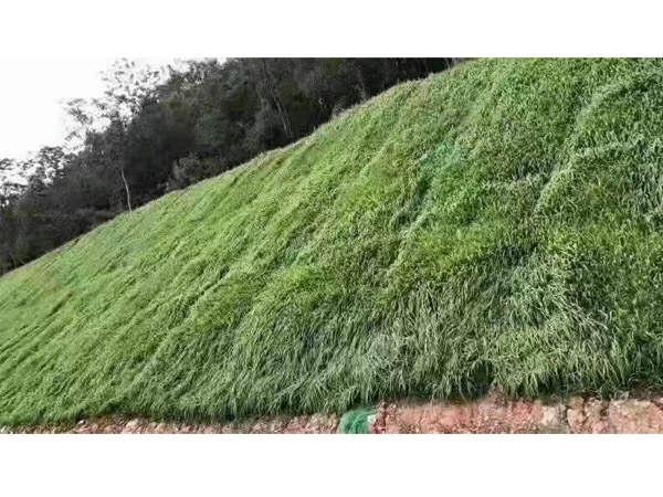 抗冲生物毯