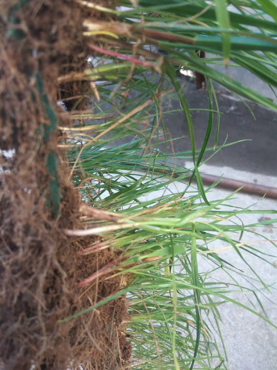 抗冲生物毯的性能是怎样的